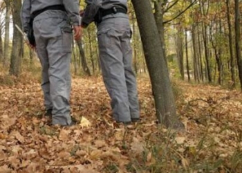 Carenza operai forestali, Tardani: “Quanto prima attiveremo un tavolo con l’Agenzia Regionale Forestale”