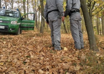 Carenza di operai forestali, il consigliere Olimpieri (Gm) solleva l’argomento