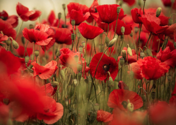 Porano canta “Bella Ciao” per la Festa della Liberazione