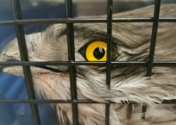 Recuperato da WildUmbria un raro esemplare di aquila dei serpenti