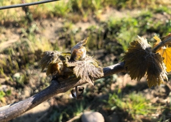 Gelata storica, danni a frutta e vite: Sangiovese e Grechetto le varietà più colpite