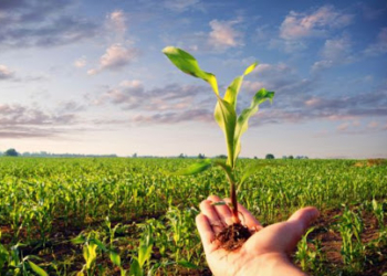 Otto nuovi bandi del Psr: sul piatto 23 mln per imprimere ulteriore impulso alla qualità delle produzioni, all’agricoltura biologica