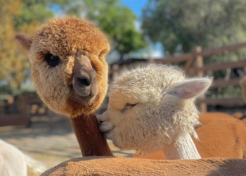 Piani degli Alpaca: dal cuore dell’Etruria un successo nazionale