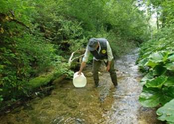 La Regione Umbria attiva il ripopolamento delle trote nell’impianto ittiologico di Borgo Cerreto