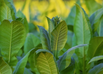 Tabacco, l’assessore Morroni promuove la costituzione di una cabina di regia regionale