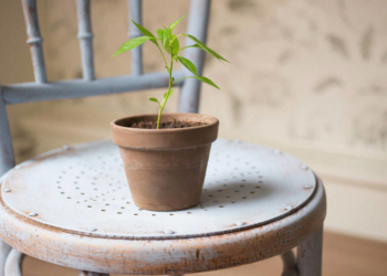 L’Orto Botanico Rambelli di Unitus si apre al design sostenibile