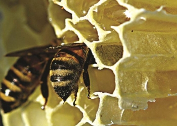 Inaugurazione de il “Giardino delle api” al Casale Sant’Antonio a Torre Alfina