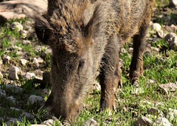 Danni dagli ungulati: “Se le cose non cambiano sarò costretto a chiudere l’attività che avevo intenzione di espandere”