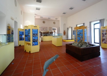 Nuovo ospite al Museo dei cicli geologici: è la balena la “Dama” di Allerona