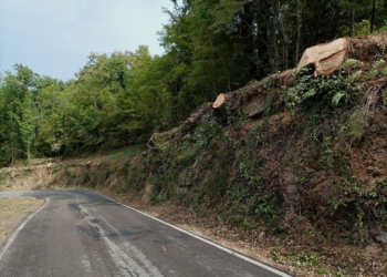 Taglio delle querce di Morrano, l’Associazione Amici della Terra chiede accesso agli atti