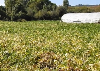 “Salvare dall’estinzione un prodotto dimenticato come fa Slow Food significa tutelare la biodiversità, evitare il consumo di suolo, l’abbandono delle campagne”