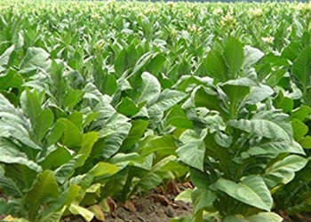 Tabacchicoltura, il 15 dicembre incontro al Mipaaf per chiedere al governo avvio trattativa con multinazionali su accordi e prezzi