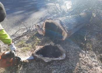 Taglio di tigli pericolanti lungo la Statale 71 e in piazza Cacciatori del Tevere