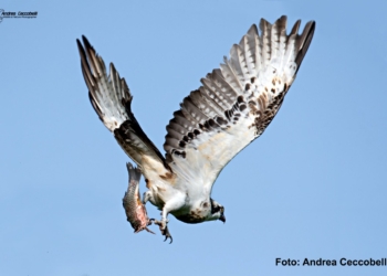 Il coraggio di Cartesio, un raro falco pescatore ritrovato all’Oasi WWF di Alviano