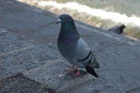 Decoro urbano e guano dei piccioni, Tardani: “Cercheremo di intervenire in maniera più puntuale”