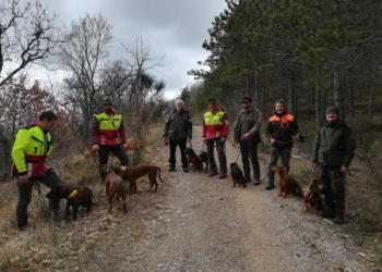 Peste suina, avviate le simulazioni per la ricerca delle carcasse