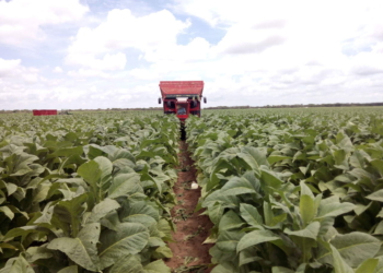 Tabacco, nuovo confronto fra sottosegretario Mipaaf Centinaio e Regioni tabacchicole