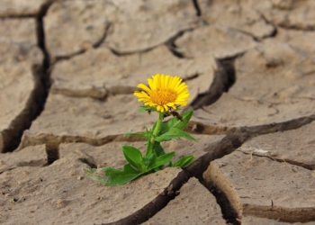L’Università della Tuscia contro la siccità: al via il Progetto Explowheat