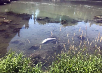 Moria di pesci nel Trasimeno, servizio di prevenzione effettua controlli: “Fenomeno naturale, nessun pericolo per l’uomo”