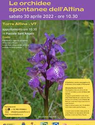 “Le orchidee spontanee dell’Alfina”