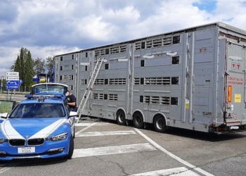 Continuano senza sosta i controlli della Polizia sul trasporto di animali vivi, fermato carico diretto in Tunisia