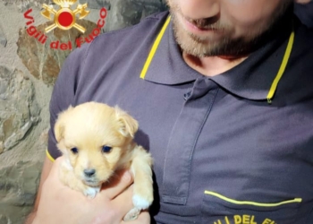 Incastrato in un cunicolo, pompieri salvano cagnolino a Castel Giorgio