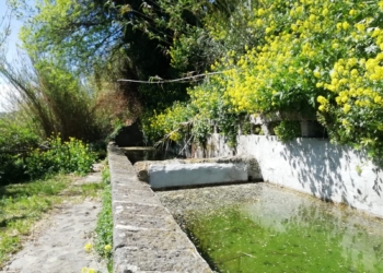 La fontana del Leone tra degrado e noncuranza: “Un colpo al cuore e alla memoria di tante persone”