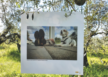 “Di cani e di libri con tè”, appuntamento con Marco Saverio Loperfido