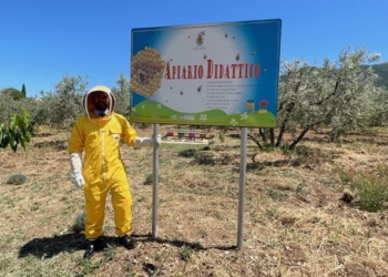 Montecchio, nasce il primo apiario didattico per lo studio delle api