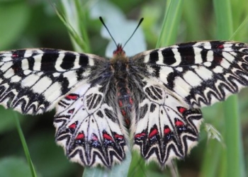 Ulteriori grandi progressi nelle ricerche scientifiche promosse dalla Riserva Mab Unesco del Monte Peglia con scoperta di nuove specie incluse nella Direttiva habitat