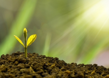 Umbria Etrusca, nasce la Green Community. I sindaci di 7 Comuni firmano il patto associativo