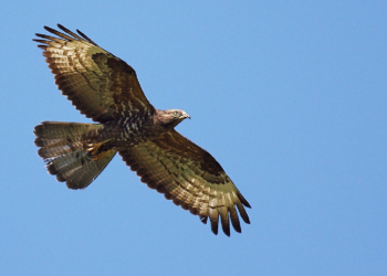 Osservazioni presentate dal Biodistretto Lago di Bolsena al progetto di parco eolico nei Comuni di Castel Giorgio ed Orvieto