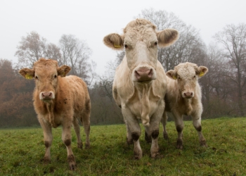 Siccità, Cia agricoltori: “Non solo raccolti a rischio, è allarme anche per gli animali che non produrranno latte”