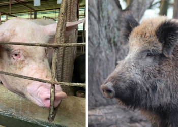 Peste suina: Regione Umbria adotta piano 2022-2026. Attivato anche numero unico regionale