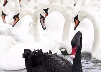 Elezioni con l’ombra del “cigno nero”