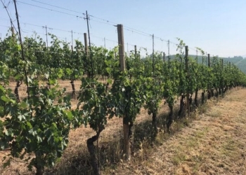 Viticoltura in allarme per siccità, Cotarella: “Fondamentale il ruolo di noi enologi. Stagione si salva se pioggia entro pochi giorni”