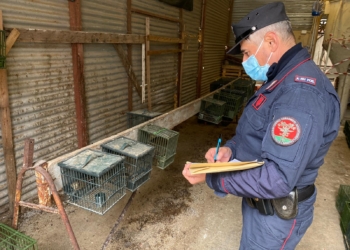 Detenzioni irregolare di animali in canili privati ad uso ludico-sportivo, elevati 47 verbali