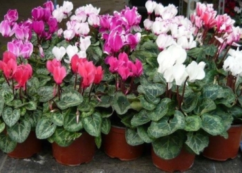 “Aiutiamo Rebecca a vivere una vita normale”