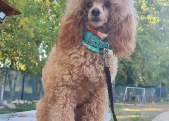 Si cerca Penelope, una barboncina toy color albicocca. Scomparsa dal Centro cinofilo Redog tra Attigliano e Giove