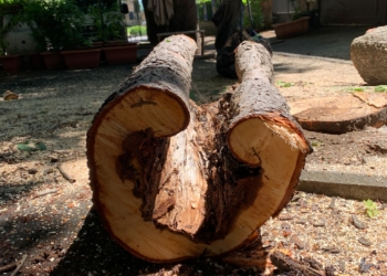 Tagliati tre alberi ritenuti pericolosi lungo Corso Cavour