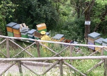 Parrano, Comune Amico delle Api festeggia il World Bee Day 2023