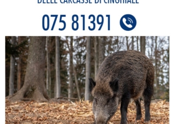 Peste suina: costante monitoraggio Regione Umbria