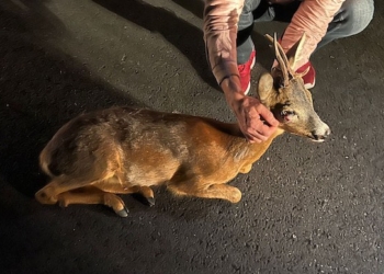 Travolto daino da una macchina viene lasciato a terra. Soccorso da altri automobilisti