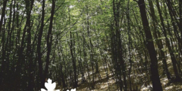 Escursioni, musica, intermezzi bio-gastronomici, passeggiate notturne … Al via la Festa dei Boschi