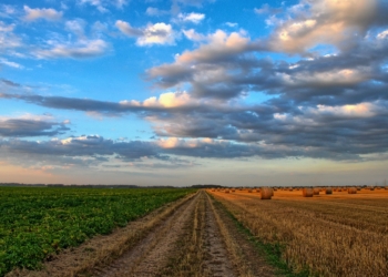 Imprese agricole e agroalimentari, stanziati 535 milioni di euro nei prossimi cinque anni