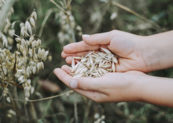 Calo dei prezzi di grano e orzo, Cia Umbria lancia l’allarme: “In difficoltà le aziende agricole umbre”