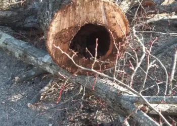 “Anas sostituirà gli alberi pericolosi tagliati in via dei Tigli a Ciconia”