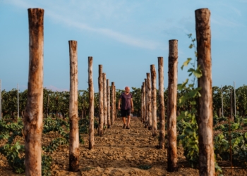 Vendemmia 2023, si stima il 40% di vino in meno nella zona dell’Orvietano
