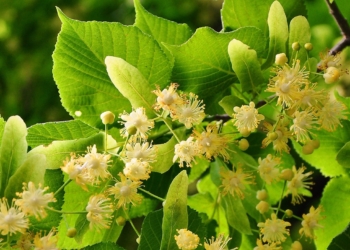 Alviano, pronta la mappa degli alberi presenti sul territorio, 242 esemplari per un totale di 18 specie