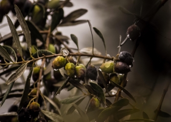 Settore agricolo umbro: attivato bando Pnrr da 3,8 milioni di euro per l’ammodernamento dei frantoi oleari